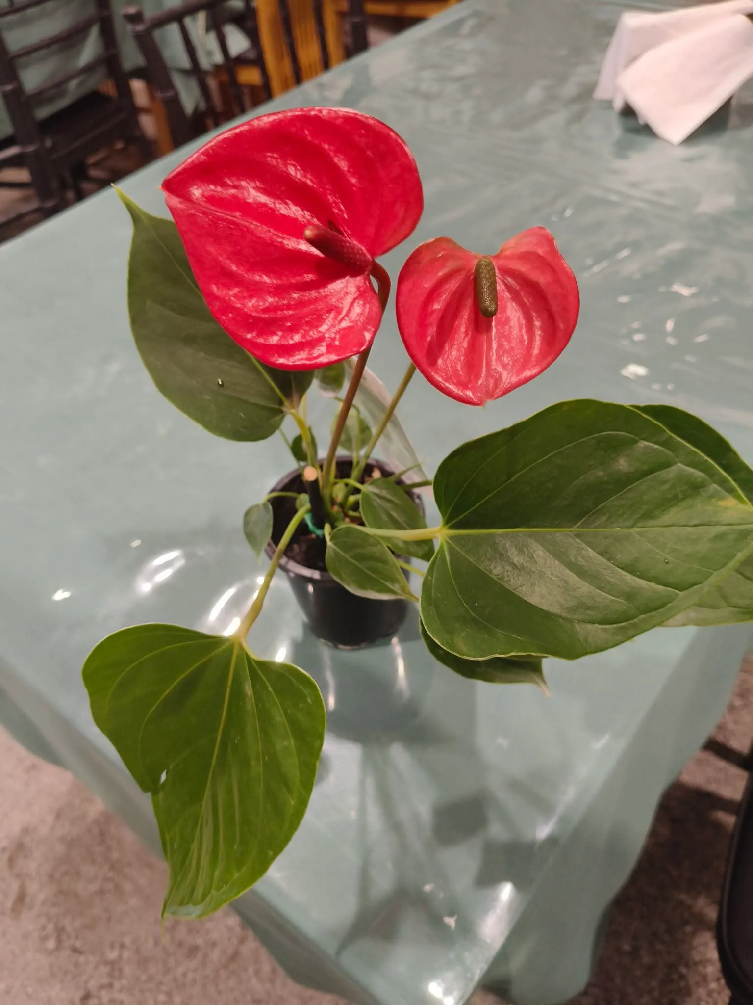 Red anthurium flowers in a pot on a teal-covered dining table with chairs in background